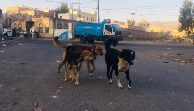 80 ألف كلب ظال يرعبون سكان صنعاء وينشرون الأمراض