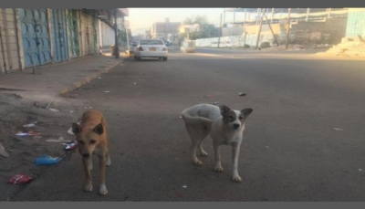 "الكلاب" في صنعاء كابوس مُرعب يهدد حياة السكان ويؤرق منامهم (تقرير خاص)