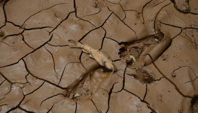 الجفاف يلقي بـ 4 ملايين صومالي بين أنياب المجاعة