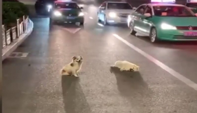 كلب ينتظر ساعات لإنقاذ صديقة بعدما دهسته سيارة (فيديو)