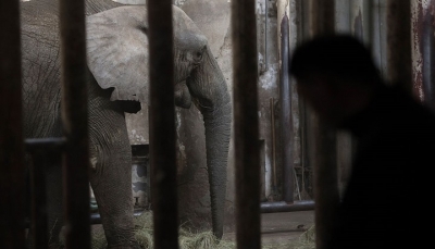 فيل يدهس مدربه حتى الموت (فيديو)