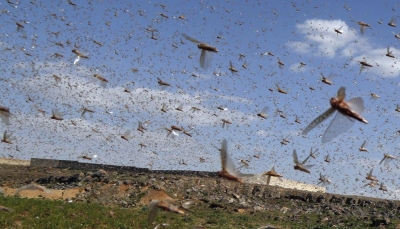 أسراب الجراد تغطّي سماء صنعاء لليوم الثالث على التوالي