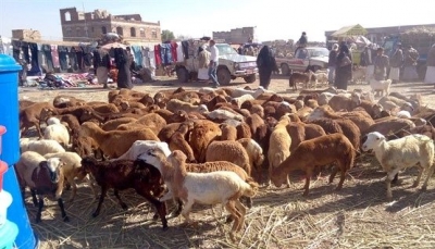 الأمم المتحدة تعلن توقيف برنامج تحصين المواشي باليمن جراء نقص التمويل