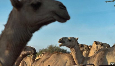 تحذيرات من جائحة جديدة مصدرها "الجمال"