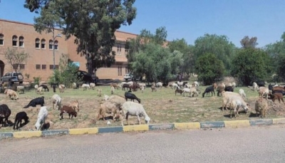 مليشيا الحوثي تتعمد تدمير الجامعات بشكل ممنهج خدمة لمشروعها التدميري