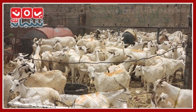 التدهور الاقتصادي واستمرار الحصار أبرز الأسباب.. غلاء "الأضاحي" يُفسد بهجة العيد مقدما في تعز